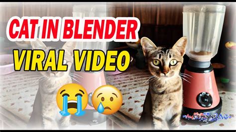 cat blender actual video|Cat in blender original video 